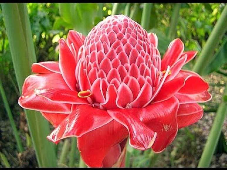 48. Bast&atilde;o do imperador s&atilde;o uma esp&eacute;cie de gengibre