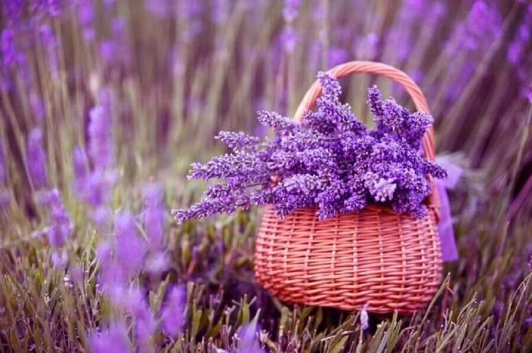 31. A fotos de plantas com lavandas sempre ficam lindas devido &agrave;s cores vivas de azul e roxo