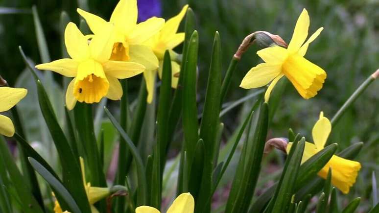 34. O narciso &eacute; sempre lembrado pela sua colora&ccedil;&atilde;o amarela