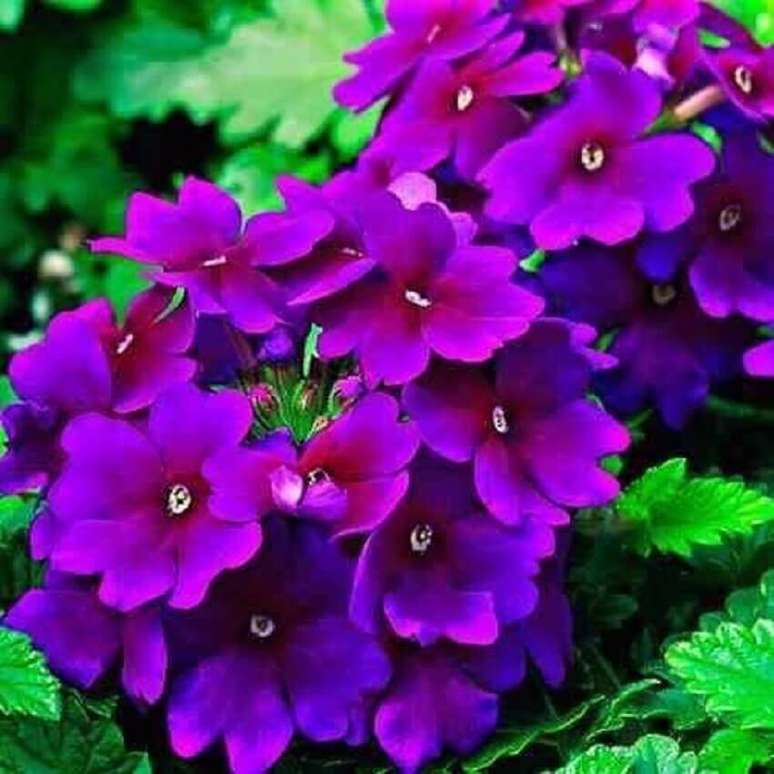 42. A verbena s&atilde;o flores coloridas que possui flores arranjadas em pequenos buqu&ecirc;s