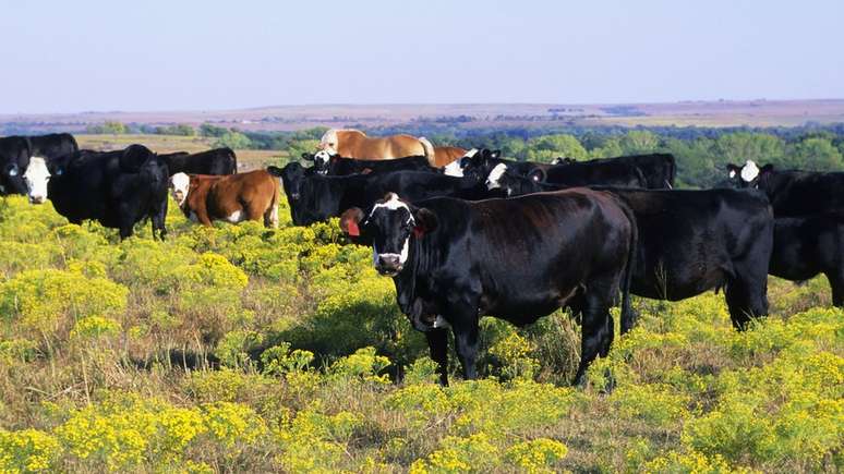 A criação de gado é considerada um dos responsáveis pela emissão de gases estufa na atmosfera