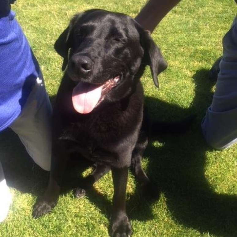 A verifica&ccedil;&atilde;o da identidade de Lucy foi feita atrav&eacute;s de tra&ccedil;os distintivos de sua apar&ecirc;ncia e de informa&ccedil;&otilde;es sobre a identidade do novo dono