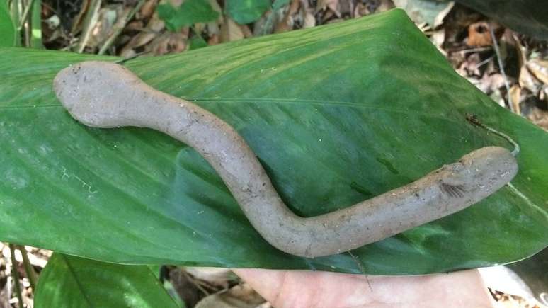 Pesquisadores concluíram que há menos predadores no Parque do Estado, permitindo que mais cobras cresçam