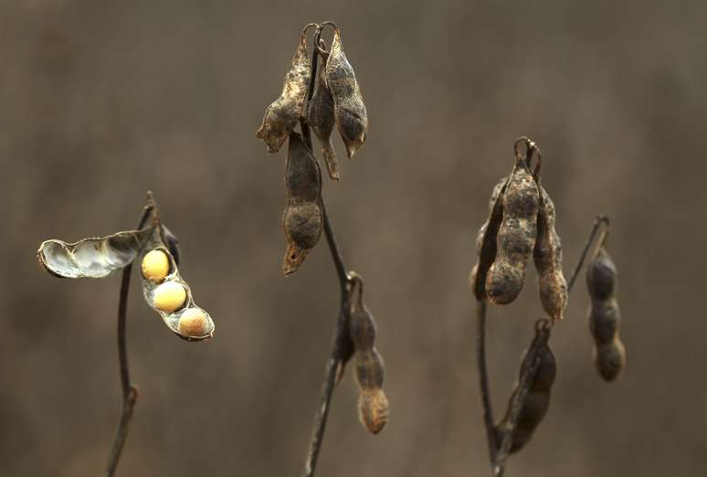 Cultivo de soja em fazenda
07/02/ 2013 
REUTERS/Paulo Whitaker