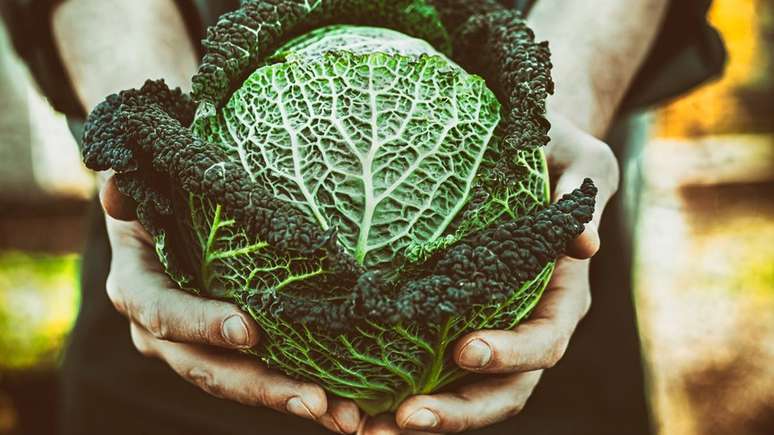 Adicionar repolho cru &agrave; dieta pode ser uma alternativa