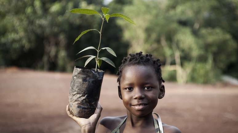 As mangas crescem bem em diversas partes do mundo