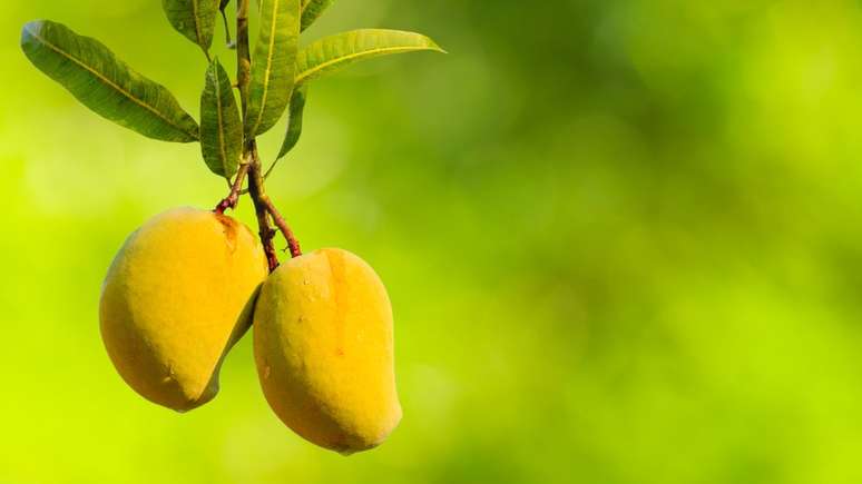 Voc&ecirc; j&aacute; comeu uma manga madura diretamente da &aacute;rvore?