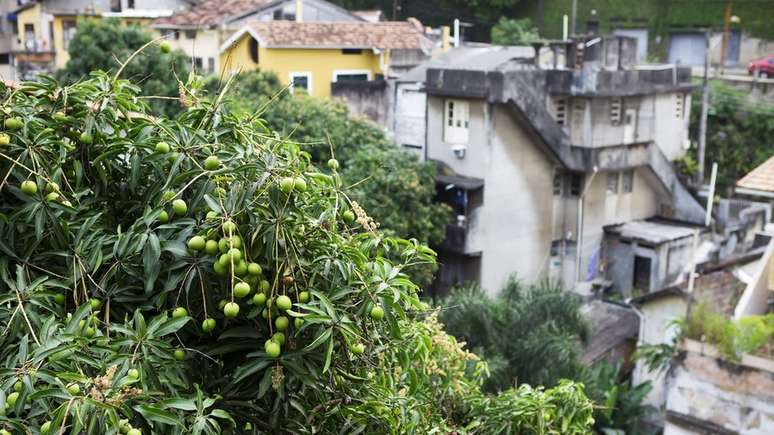 Sim, ela tamb&eacute;m &eacute; nossa! Uma mangueira no Rio de Janeiro