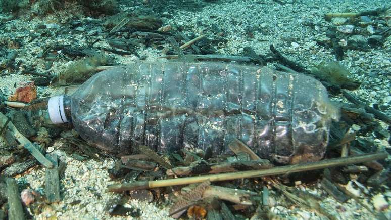 Estudos sobre os impactos "sub-letais" da ingestão de plástico estão em andamento em alguns laboratórios, assim como pesquisas sobre como isso pode afetar os seres humanos