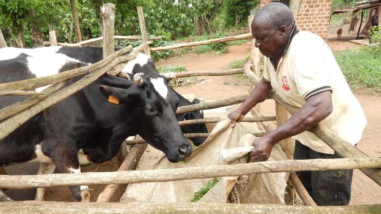 Abiasali Nsereko, 68, passa oito horas por dia trabalhando no campo e diz que sua saúde está ótima