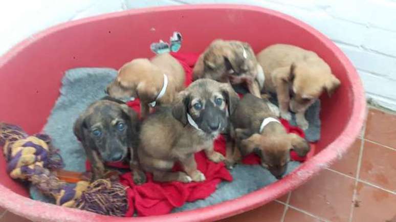 Filhotes abandonados em frente à hospital veterinário, em Londres.