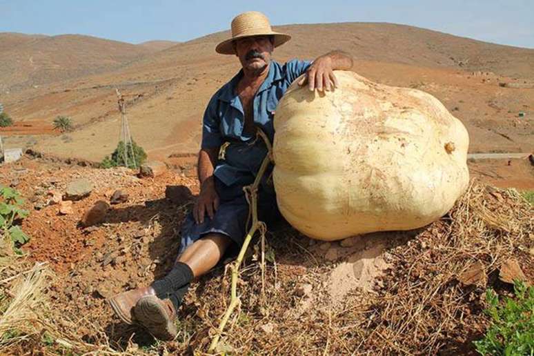 Abóbora gigante foi colhida na Espanha, e ganhou fama após o Facebook da Prefeitura de Antigua publicar a foto. 