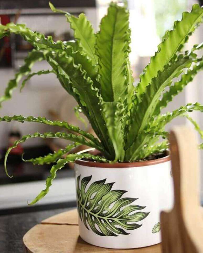 16- A samambaia aspl&ecirc;nio crespo pode ser plantada em vasos. Fonte: Pinterest