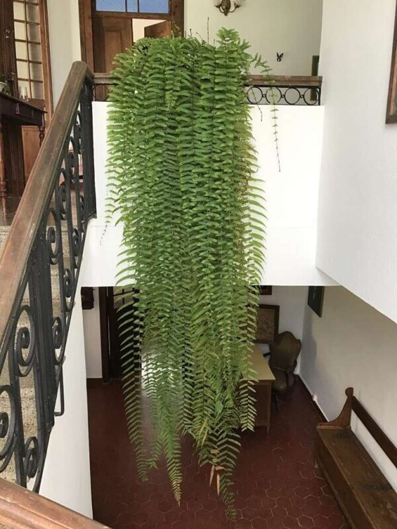 6- A samambaia de metro &eacute; uma planta que deve ser colocada no alto, pois suas folhas atingem mais de 1 metro. Fonte: N&ocirc; Figueiredo.