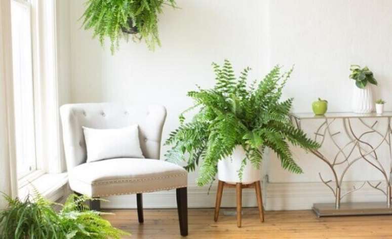 10- A samambaia é uma planta ornamental que se adapta a vários tipos de decoração. Fonte: Miracle-Gro