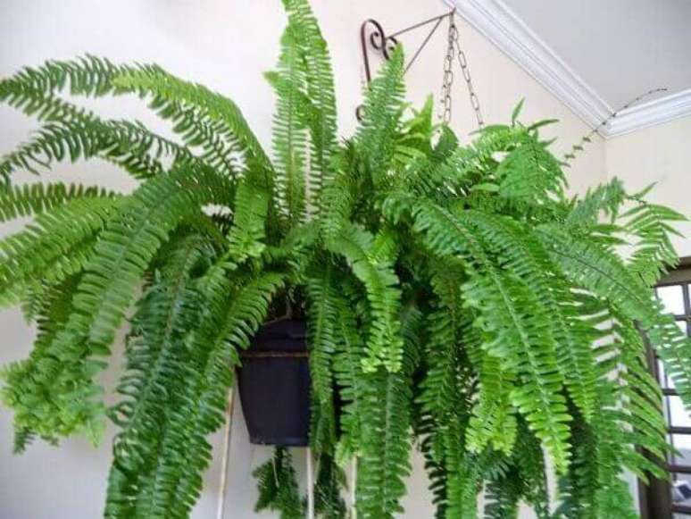 39- A samambaia &eacute; encontrada no mercado com pre&ccedil;o acess&iacute;vel. Fonte: Flores &ndash; Cultura Mix