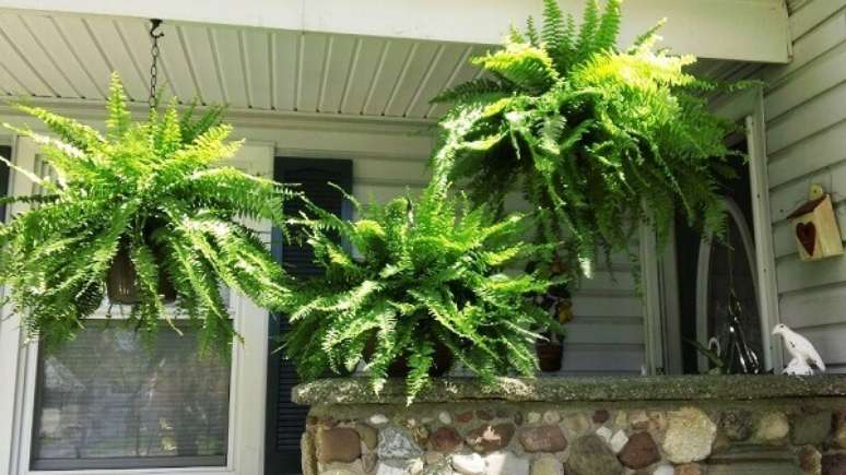 5- Samambaia americana é uma das plantas ornamentais mais comuns. Fonte: Pinterest