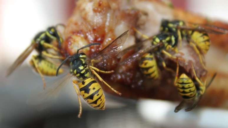 Marimbondos e vespas, famosos por suas picadas doloridas, têm péssima reputação por falta de conhecimento das pessoas sobre a importância deles para o meio ambiente