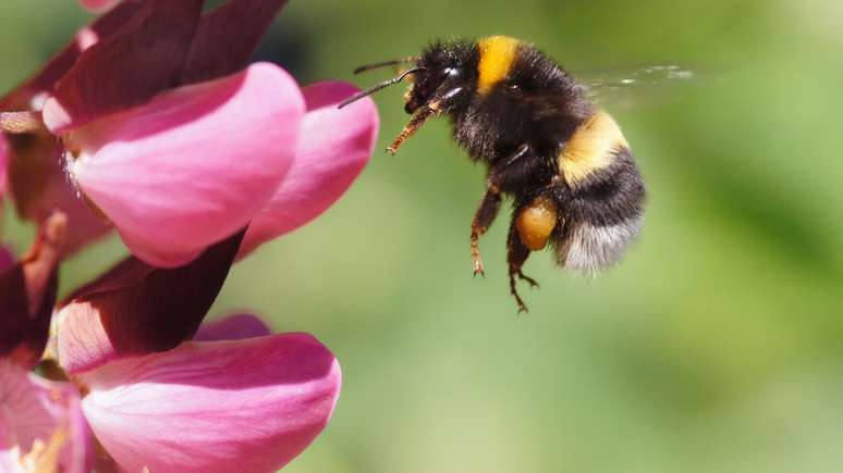Além de serem mais queridas, as abelhas também têm recebido mais atenção de pesquisadores que os marimbondos