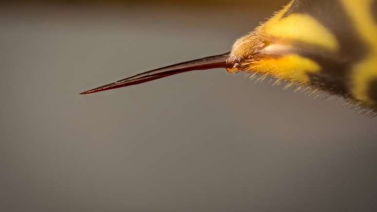 O ferrão do marimbondo é uma das palavras mais associadas ao inseto, indica pesquisa