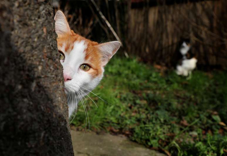 Gato é visto em Istambul, Turquia 15/01/2018 REUTERS/Goran Tomasevic