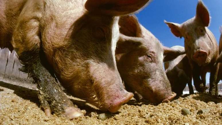 Carolina do Norte é o segundo maior Estado americano em criação de porcos