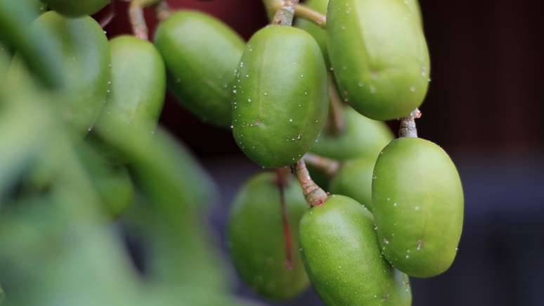 O CFF tenta transformar o cajá-manga em uma bebida efervescente, que tem pouco açúcar e muita vitamina C