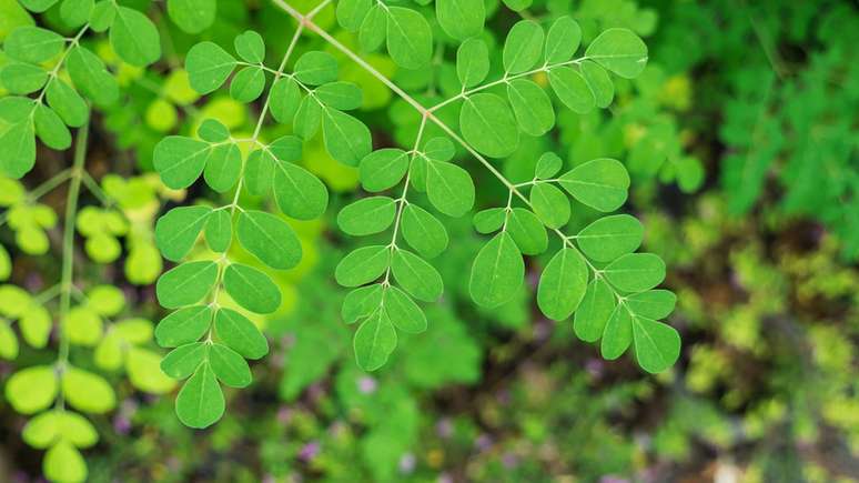 No CFF, chefes e pesquisadores fazem bolos de moringa, que contém nível baixo de glúten e alto conteúdo nutricional