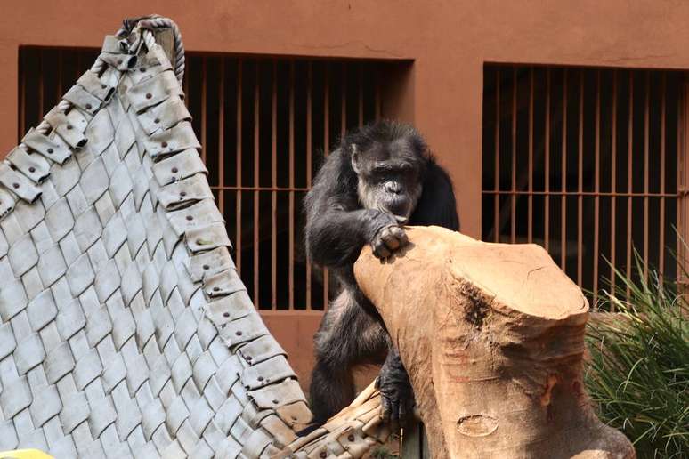 Chimpanzé Black, um dos anciões do zoo de Sorocaba, chegou aos 60 anos