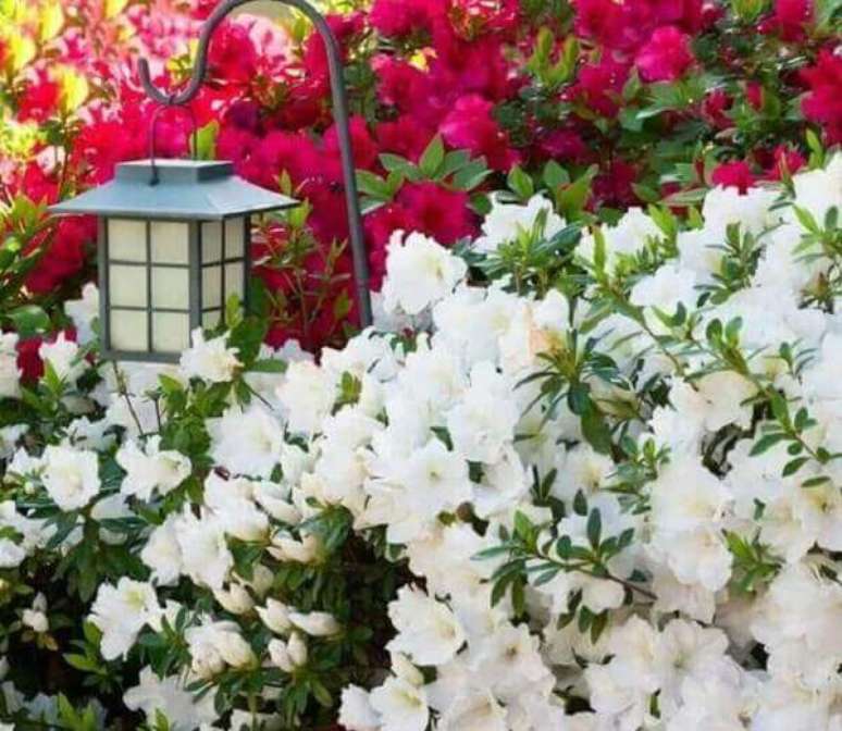 50- As azaleias brancas decoram os jardins de condomínios de apartamentos. Fonte: Pinterest