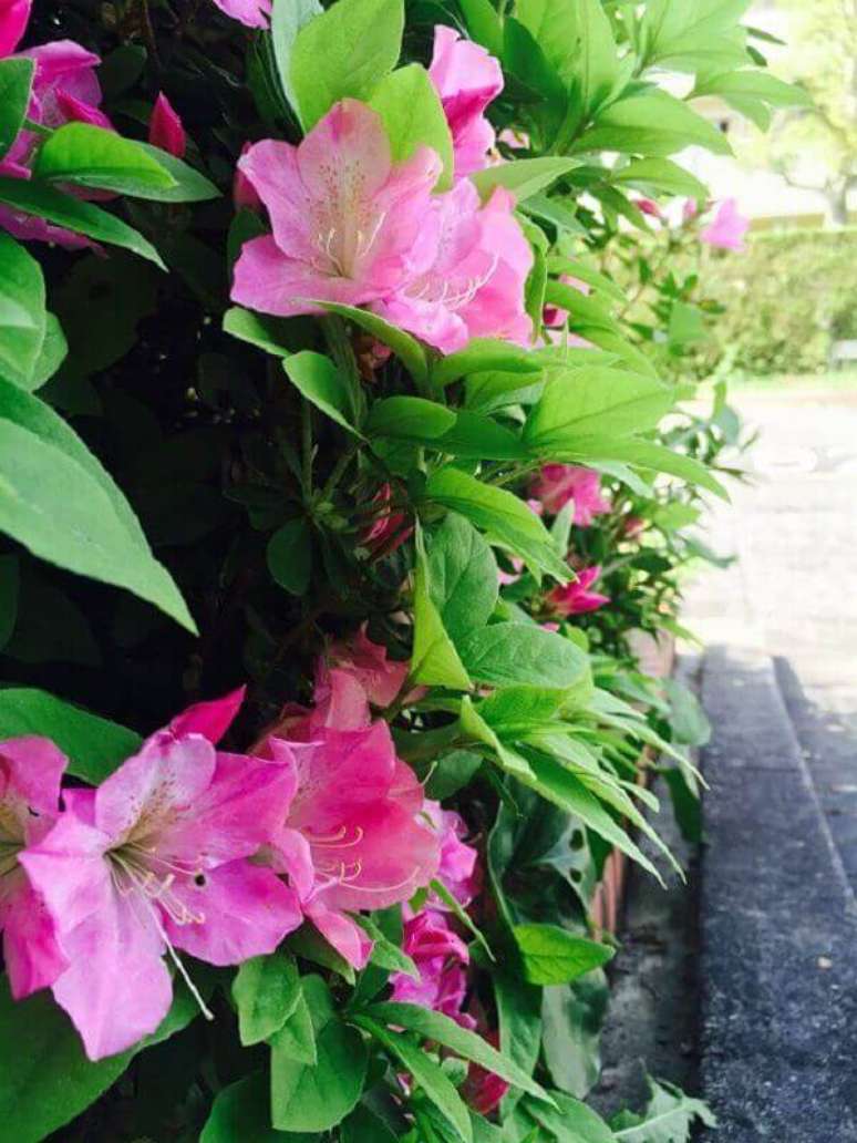 35- A planta azaleia &eacute; utilizada no paisagismo como cerca viva para limitar o acesso de pessoas. Fonte: Pixabay- MPaulaM