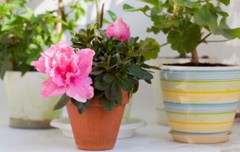 3- A mini azal&eacute;ia pode ser plantada em casos cer&acirc;micos para compor a decora&ccedil;&atilde;o. Fonte: Pointer