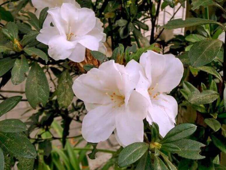 37- A azaleia branca tem um aspecto bonito e delicado. Fonte: Minhas Plantas