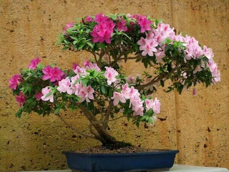 6- Com a azaleia bonsai você pode decorar a sala de estar ou sala de jantar. Fonte: Divã Veterinário