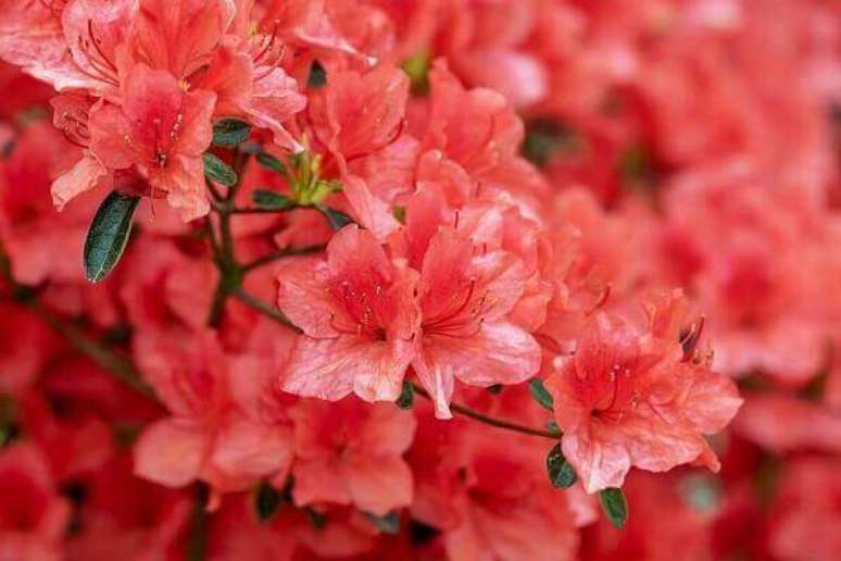 34- A azaleia vermelha tem um tom intenso e na decoração clean ganha grande destaque. Fonte: Pixabay