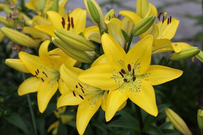 8. Os lírios amarelos são ótimos presentes para a pessoa amada -Foto: Longfield Gardens