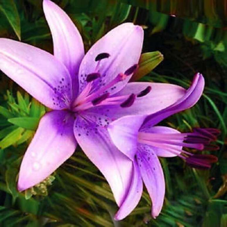 9. Os lírios lilás também são muito utilizados para fazer buquês de noivas – Foto: Angela’s Heavenly Garden