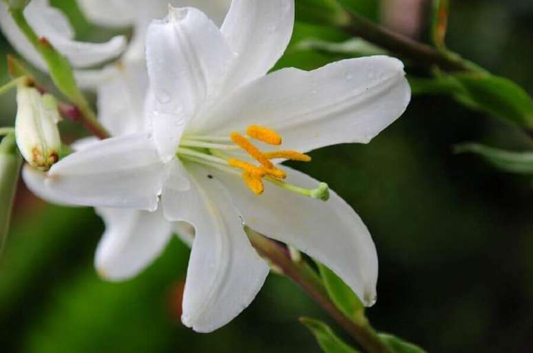 4. A principal característica do lírio longuiflorum são suas flores grandes e brancas – Foto: SafeBee