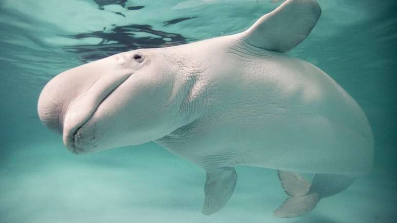 Belugas s&atilde;o conhecidas como baleias brancas