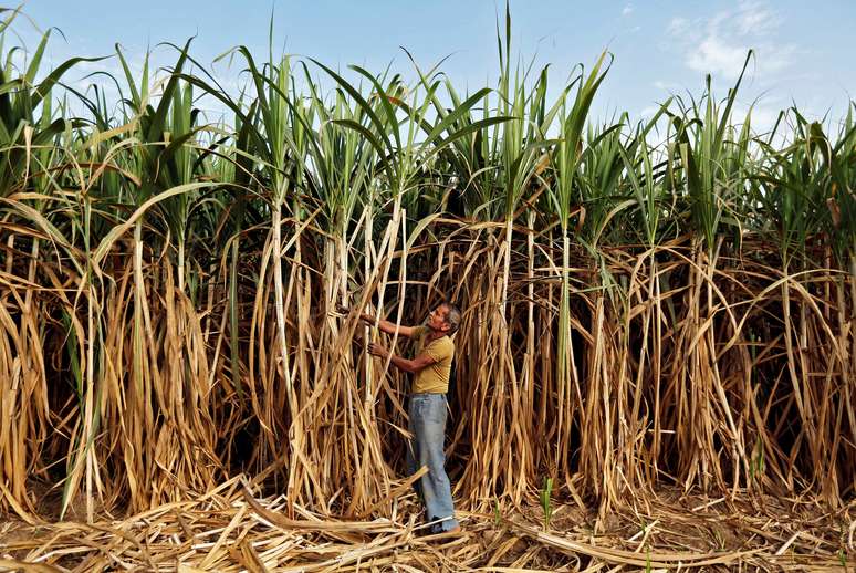 Fazendeiro em plantação de cana-de-açúcar em Ahmedabad, Índia
28/02/2015 REUTERS/Amit Dave/File photo
