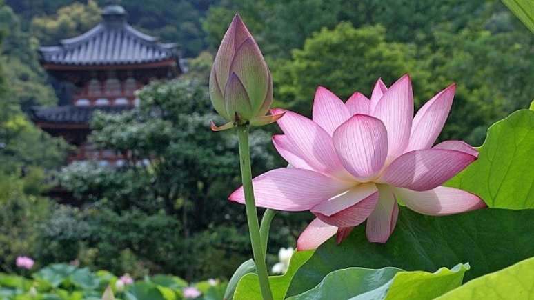 1- O significado da flor de lótus para os chineses, indianos, japoneses e egípcios é a pureza espiritual, a fertilidade e a criação. Fonte: Pinterest