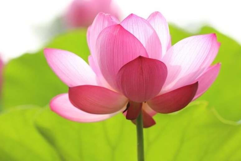 15- A flor de lótus rosa significa pureza da alma. Fonte: Kazuend