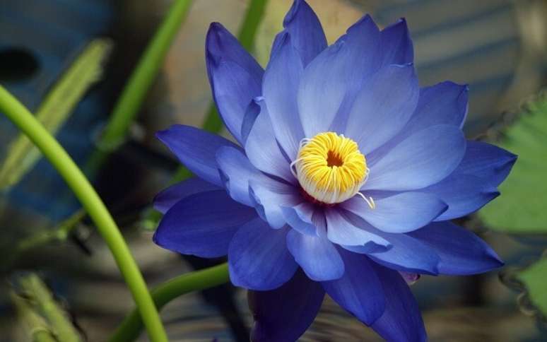 6 – A flor de lótus azul é o símbolo da perfeição da sabedoria. Fonte: Mythologian