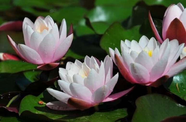 3- A flor de l&oacute;tus tem uma caracter&iacute;stica pr&oacute;pria de repelir micro-organismos e part&iacute;culas de p&oacute;. Fonte: Blog Giuliana Flores