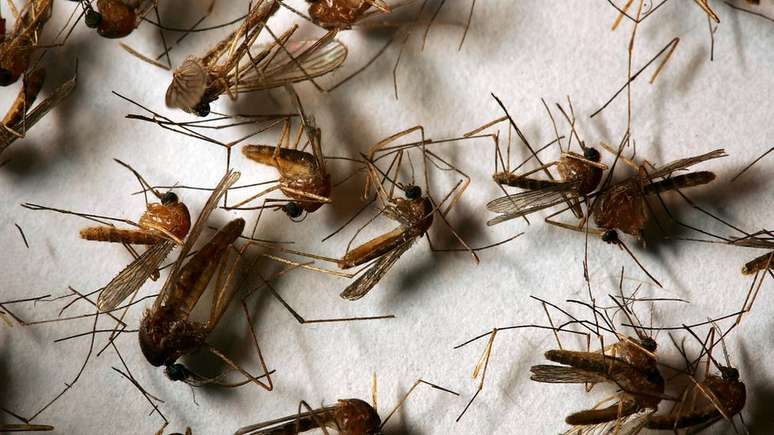 O aumento nas temperaturas podem fomentar a apari&ccedil;&atilde;o de mosquitos transmissores de doen&ccedil;as tropicais em regi&otilde;es onde esses v&iacute;rus n&atilde;o costumavam existir