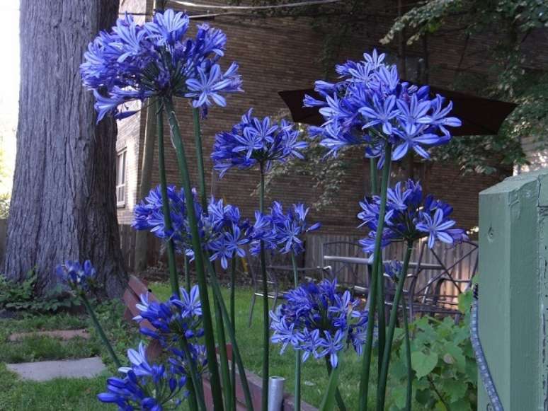 11- As flores lindas do Agapanto são encontradas no tom azul e branco. Fonte: Sitio da Mata.