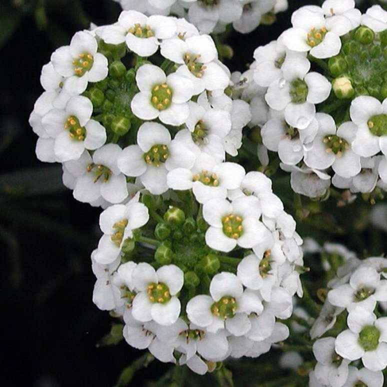 12- As flores lindas da Alisso crescem em formato de bola na cor branca. Fonte: Planta Sonya