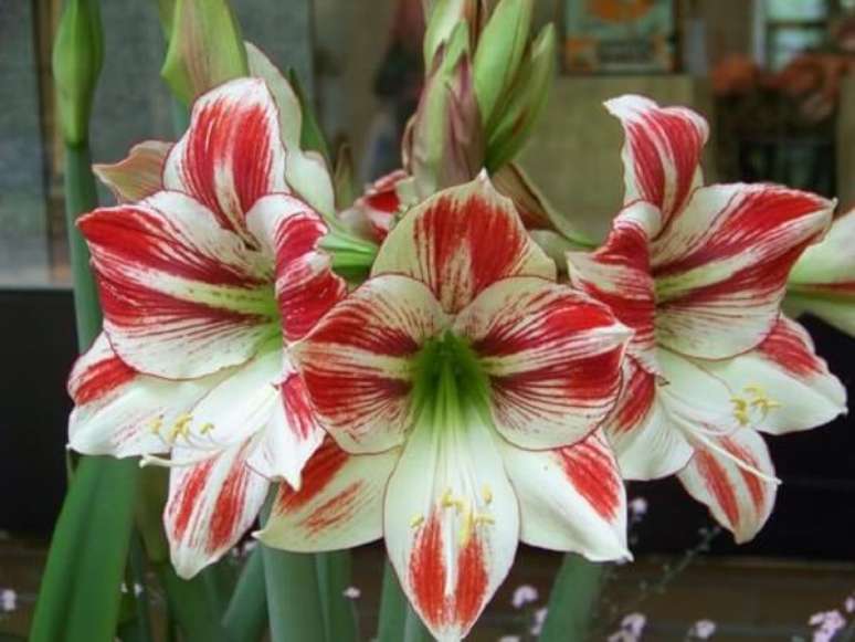 13- As flores lindas da Amarílis são ornamentais e tem um grande apelo decorativo. Fonte: Pátio das Flores