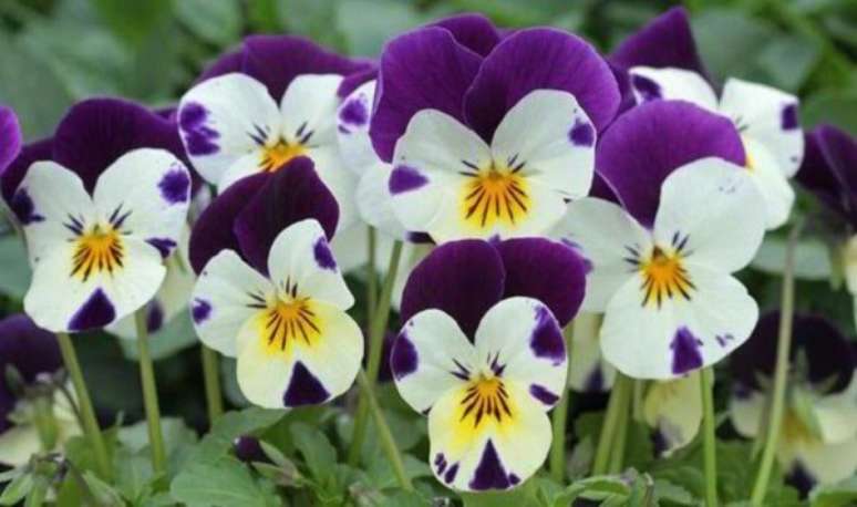 14- As flores lindas do amor perfeito são delicadas e coloridas. Fonte: kasaflor