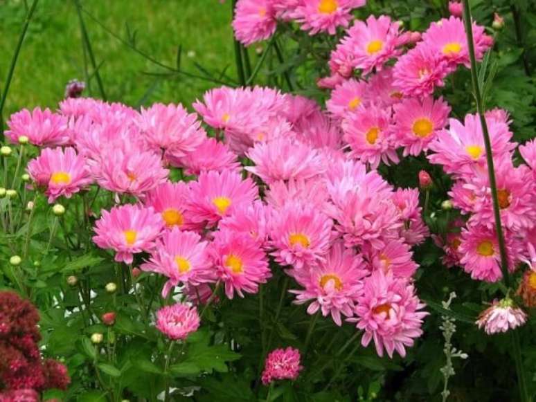 15- As flores lindas da Áster são muito utilizadas para decorar casamentos. Fonte: Pinterest